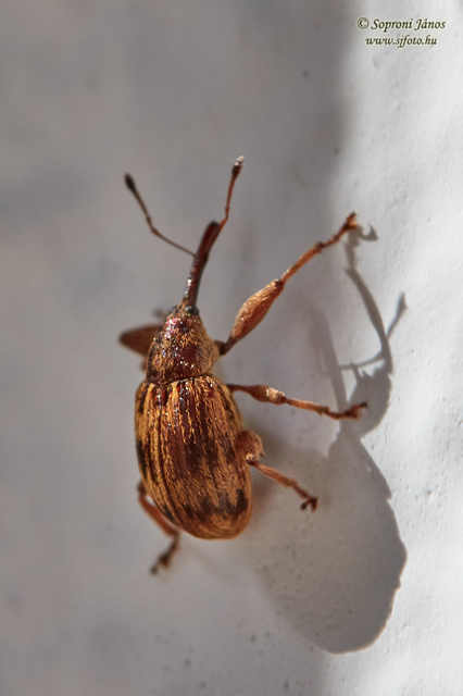 Anthonomus rectirostris - meggymaglikasztó Anthonomus rectirostris - meggymaglikasztó