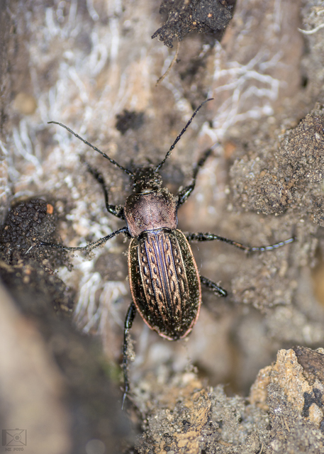 Carabus cancellatus - ragyás futrinka