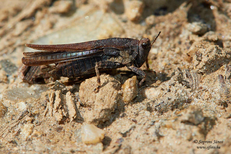 Tetrix subulata - közönséges tövishátúsáska