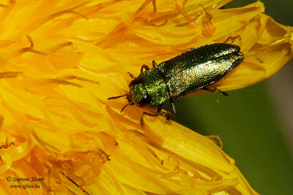 Anthaxia nitidula - ragyogó virágdíszbogár