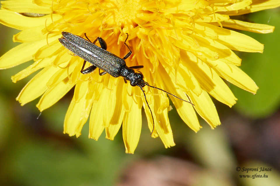 Oedemera