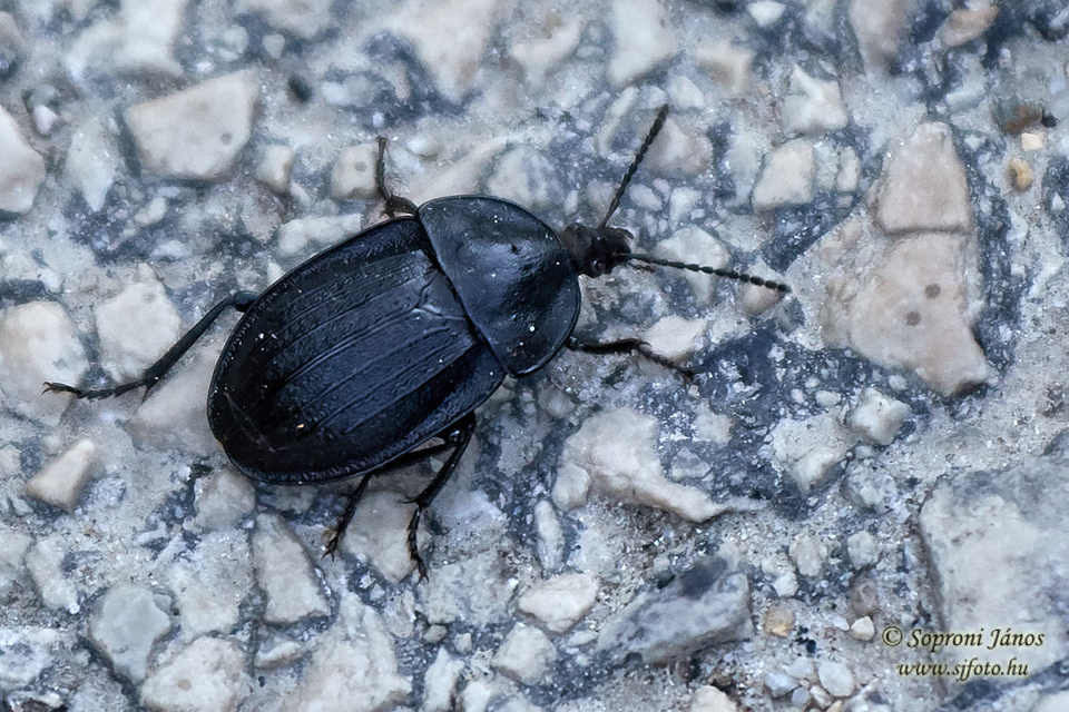 Phosphuga atrata - bordás csigarabló