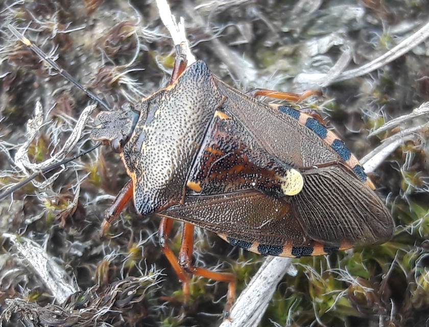 Pinthaeus sanguinipes Pinthaeus sanguinipes