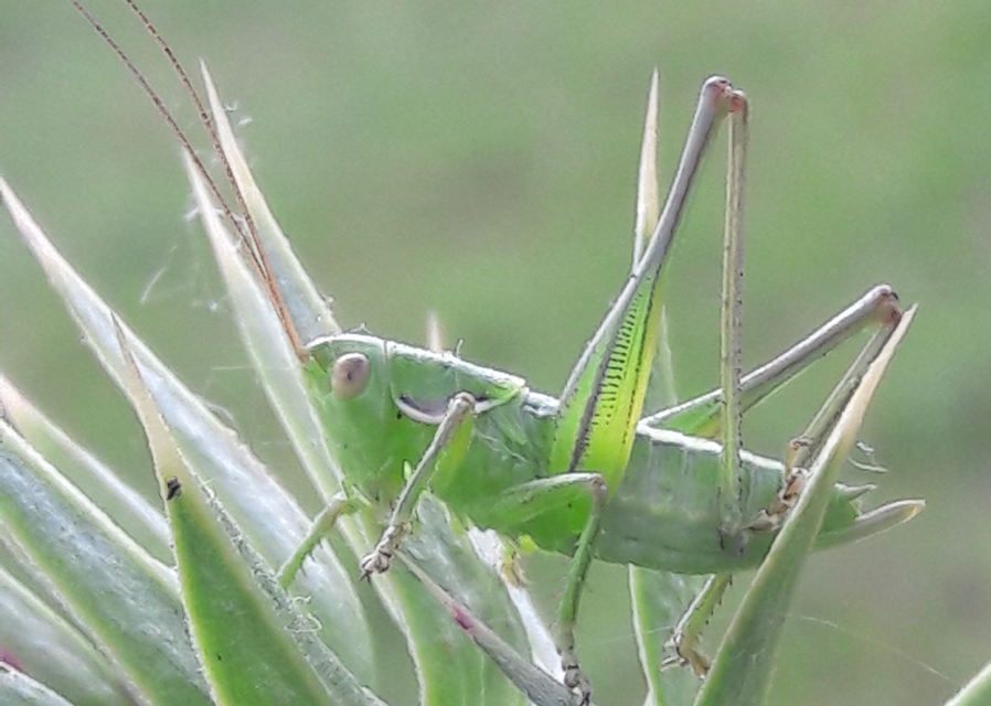 Gampsocleis glabra - tőrös szöcske