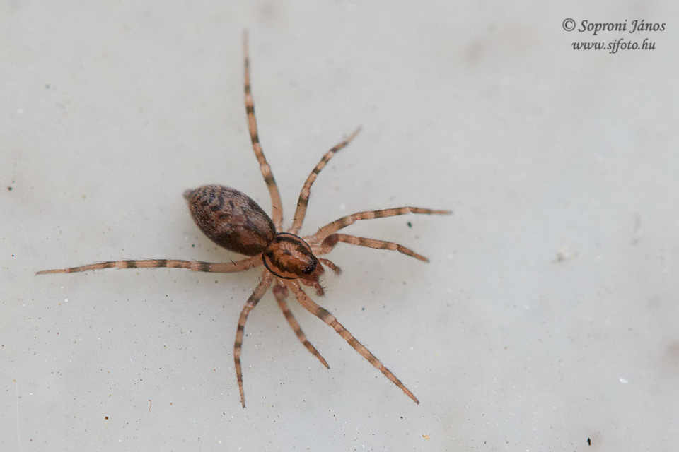 Liocranum rupicola - házaló avarpók