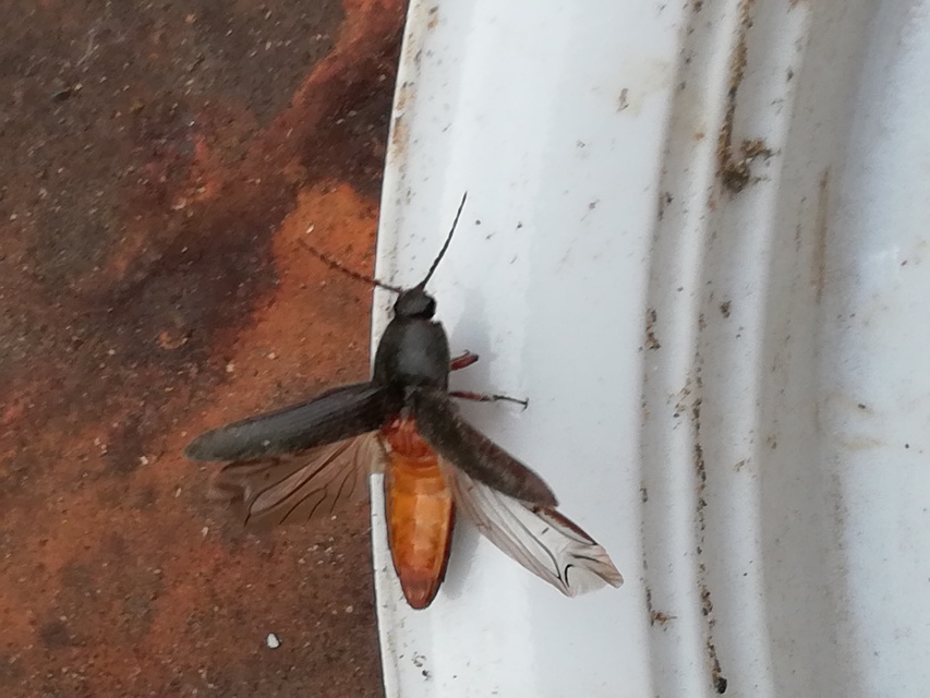 Melanotus