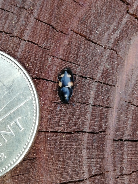 Glischrochilus quadrisignatus - amerikai fénybogár Glischrochilus quadrisignatus - amerikai fénybogár