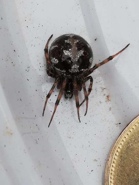 Steatoda triangulosa - háromszöges faggyúpók
