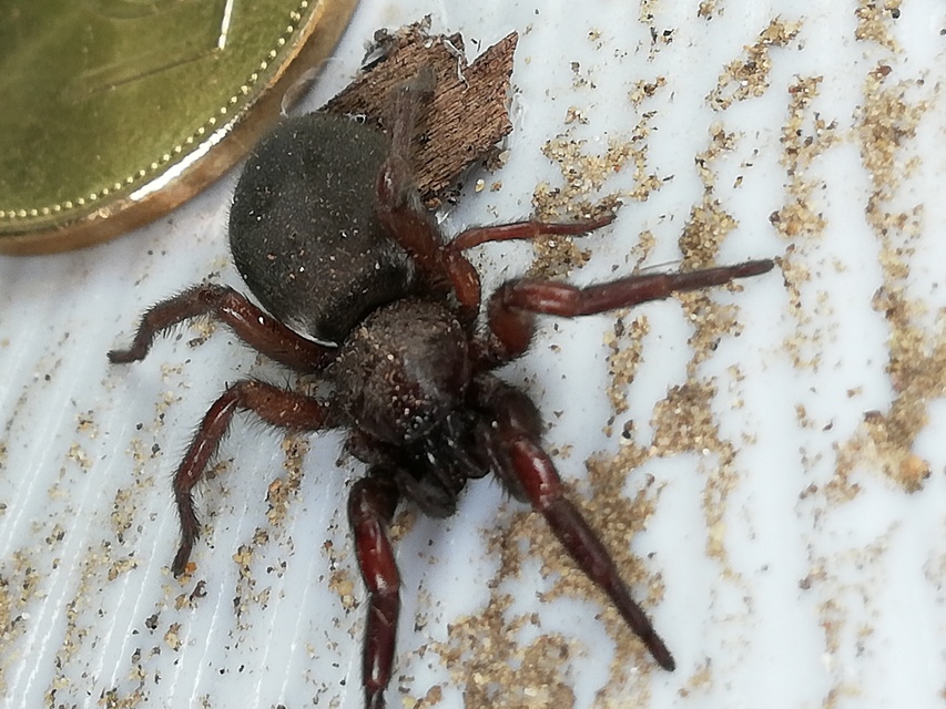 Scotophaeus scutulatus - közönséges egérpók