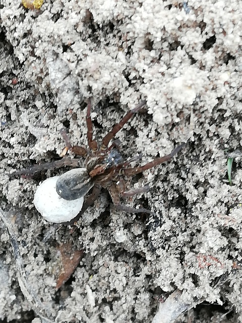 Trochosa