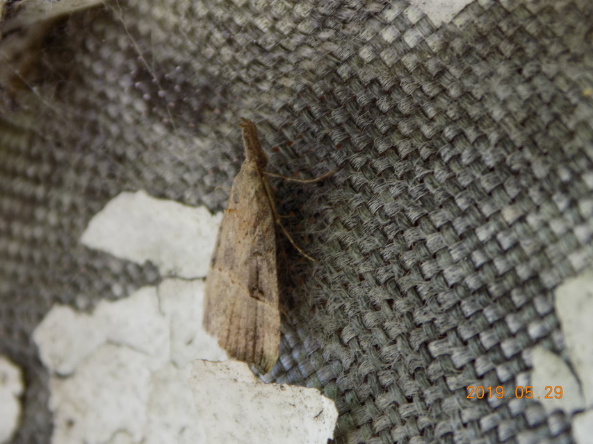 Hypena rostralis - közönséges karcsúbagoly