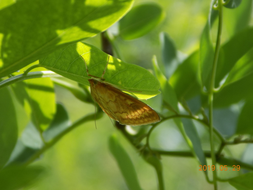 Ostrinia nubilalis - kukoricamoly