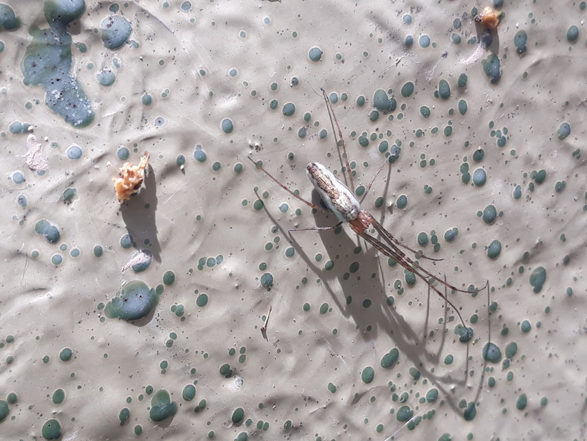 Tetragnatha