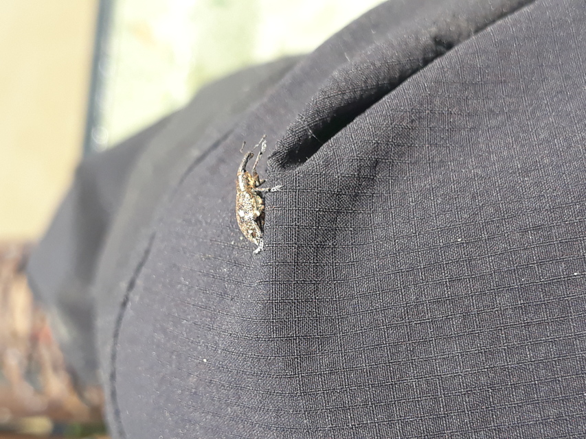 Lepyrus capucinus - pettyes fűzormányos