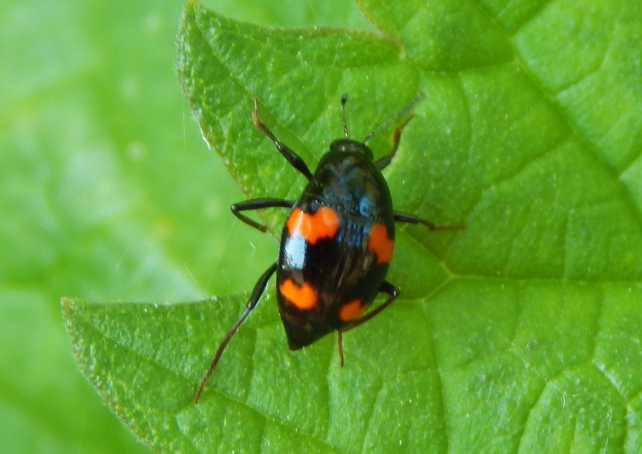 Scaphidium quadrimaculatum - négyfoltos sajkabogár