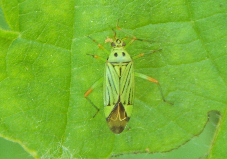 Mermitelocerus schmidtii