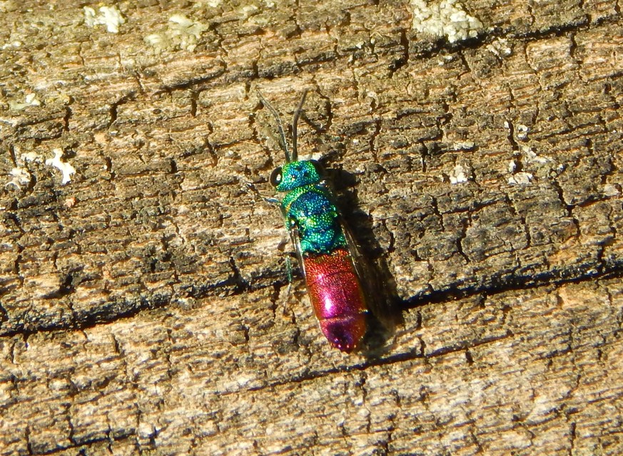 Chrysididae - fémdarazsak