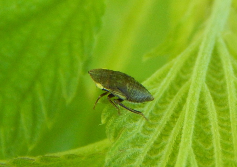 Aphrodes