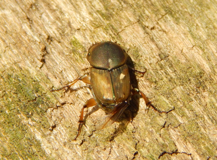 Euoniticellus fulvus - halványfoltos trágyatúró