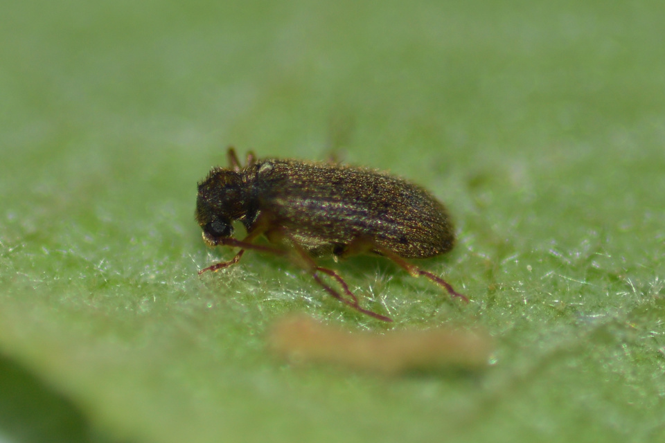Ptinus rufipes - vöröslábú tolvajbogár