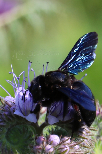 Xylocopa valga - gyakori fadongó