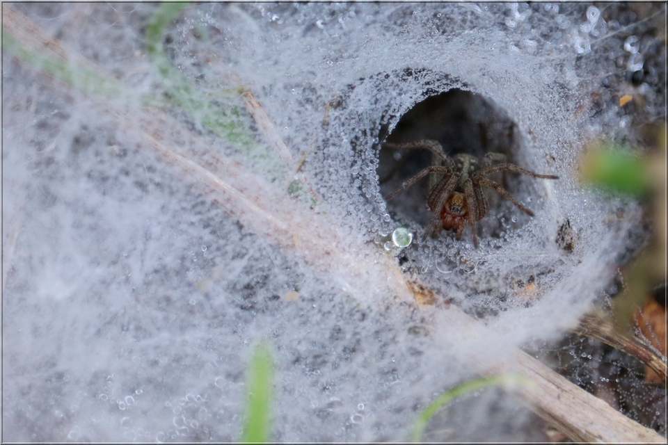 Agelena labyrinthica - illó tölcsérpók