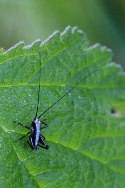 Pholidoptera fallax - galléros avarszöcske