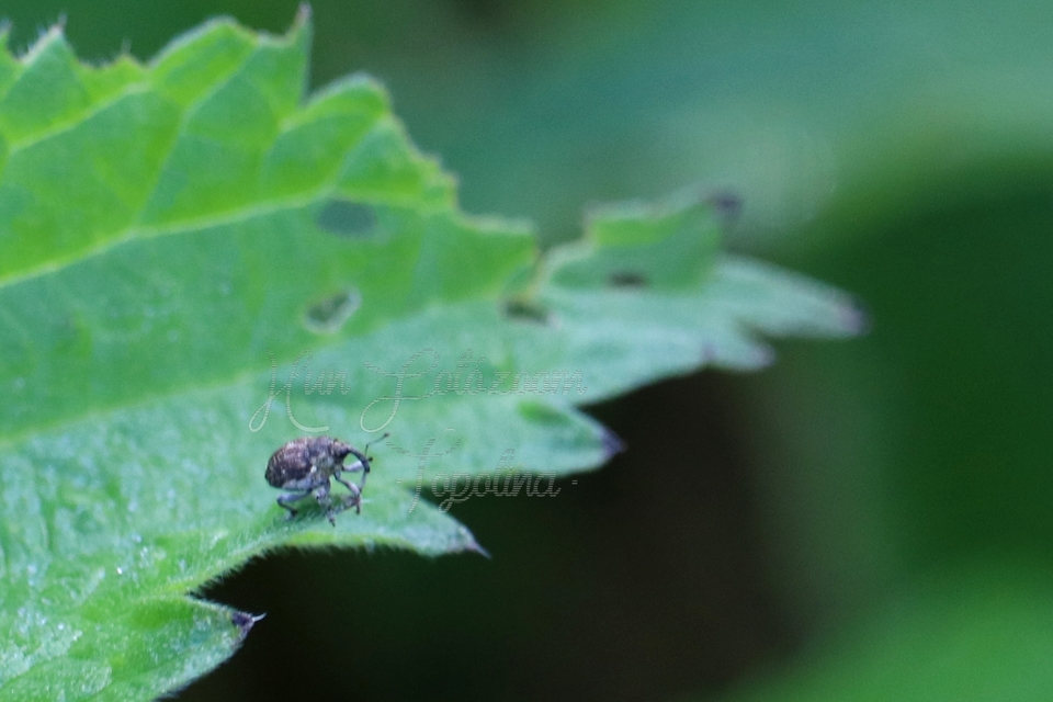 Nedyus quadrimaculatus - közönséges csalánormányos