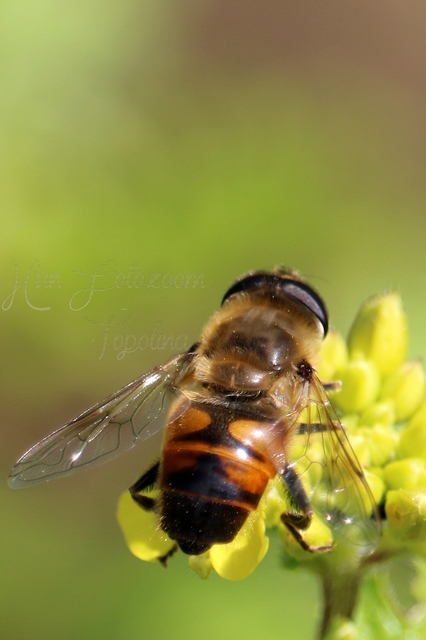 Eristalis tenax - közönséges herelégy