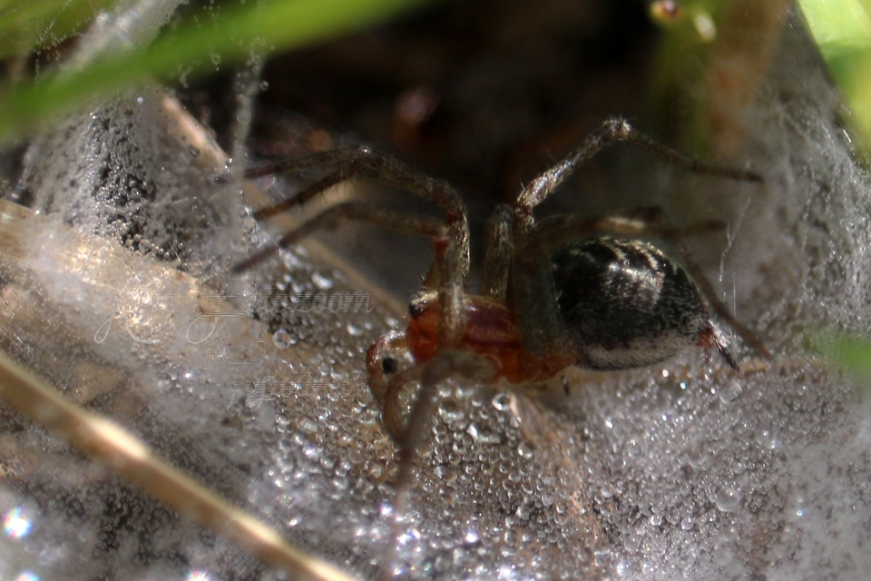 Agelena labyrinthica - illó tölcsérpók