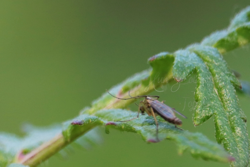 Chironomidae - árvaszúnyogok