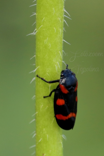 Cercopis sanguinolenta