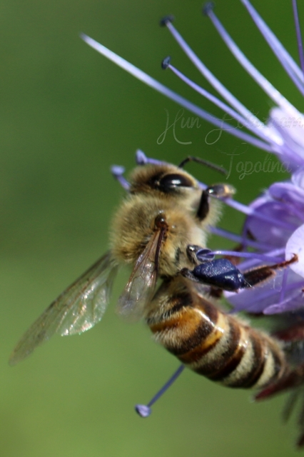 Apis mellifera - háziméh