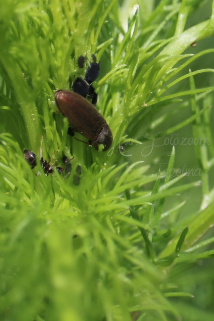 Agriotes