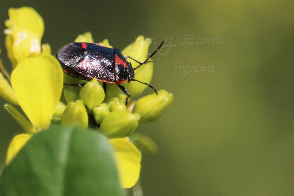 Eurydema oleracea - paréjpoloska Eurydema oleracea - paréjpoloska