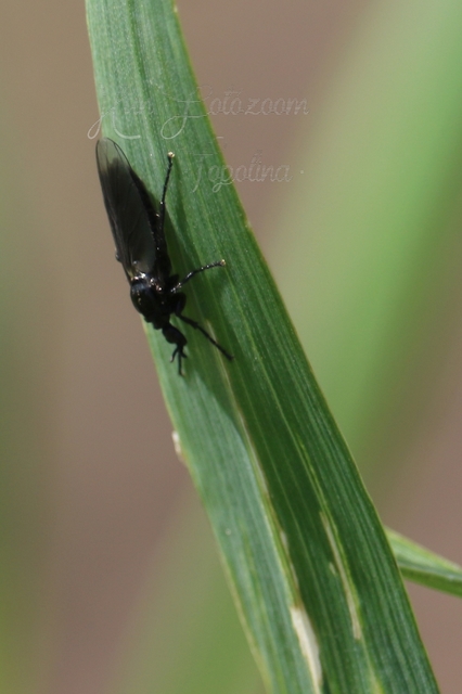 Bibionidae - bársonylegyek