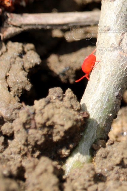 Trombidiidae