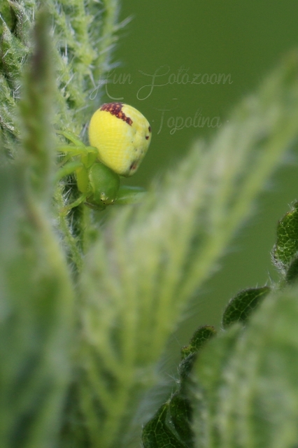 Ebrechtella tricuspidata - alakoskodó karolópók