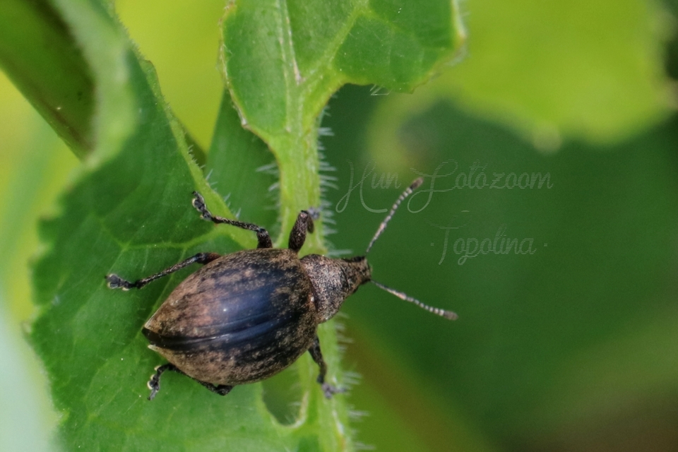 Liophloeus