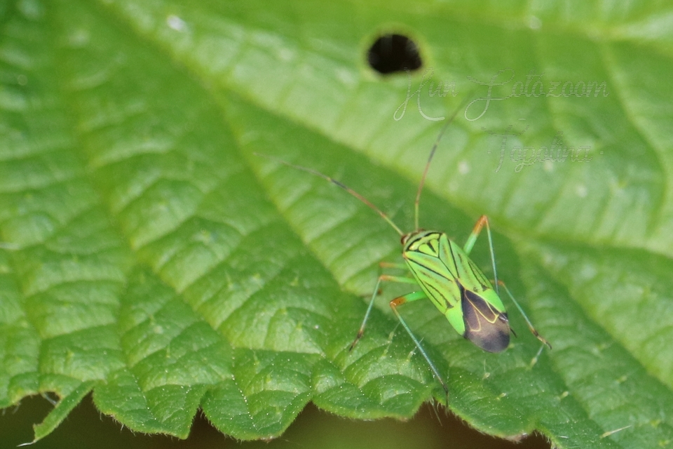 Mermitelocerus schmidtii
