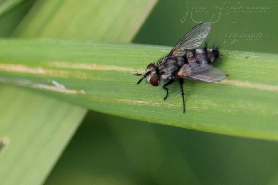 Tachinidae - fürkészlegyek