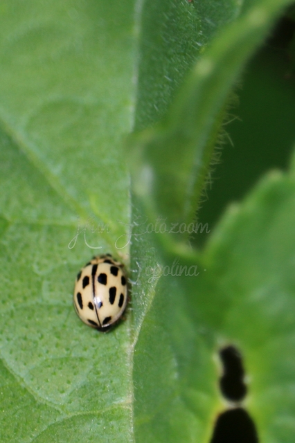 Propylea quatuordecimpunctata - tizennégypettyes füsskata