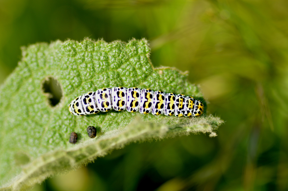 Shargacucullia gozmanyi/scrophulariae/verbasci