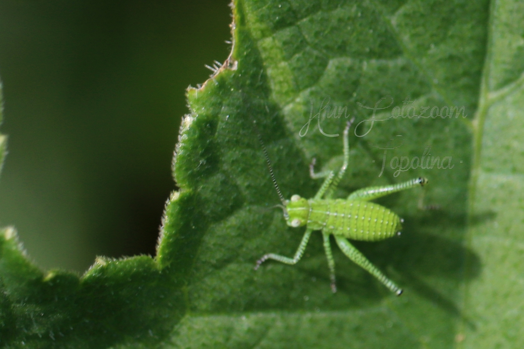 Leptophyes