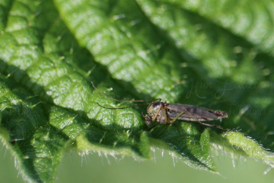 Chironomidae - árvaszúnyogok