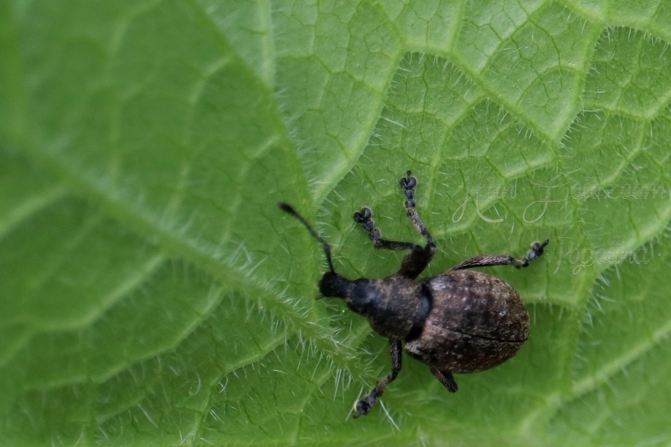 Liophloeus