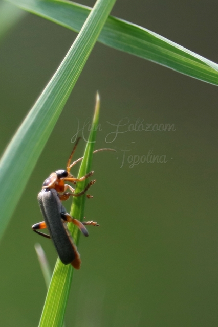 Cantharis nigricans - feketéllő lágybogár