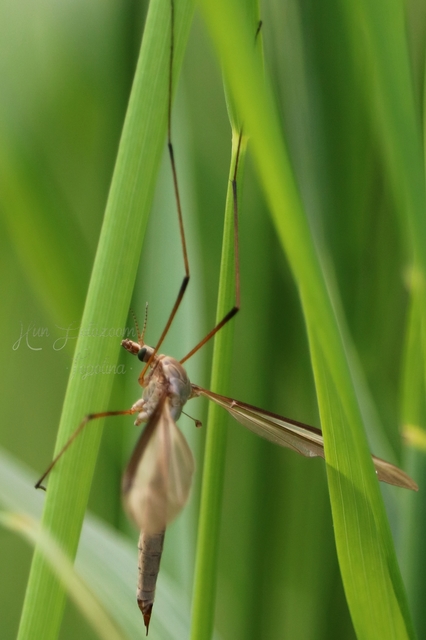 Tipula