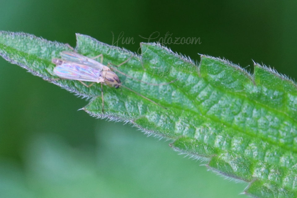 Chironomidae - árvaszúnyogok
