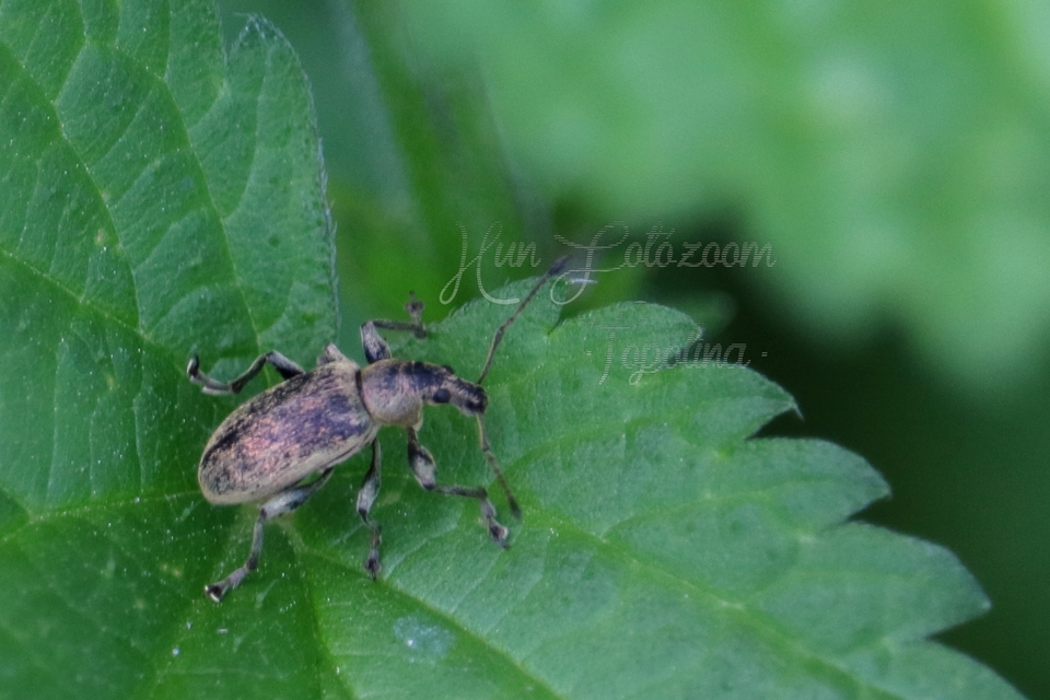 Phyllobius pomaceus - csalán-levélormányos